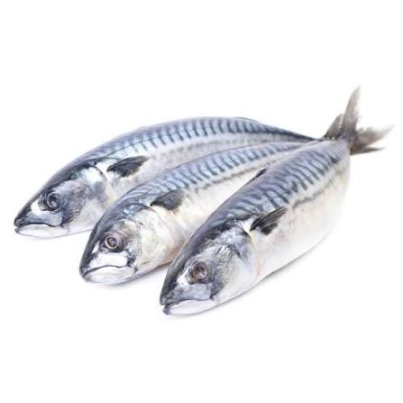Spanish Mackrel