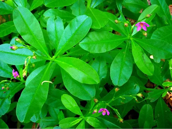 Water Leaf