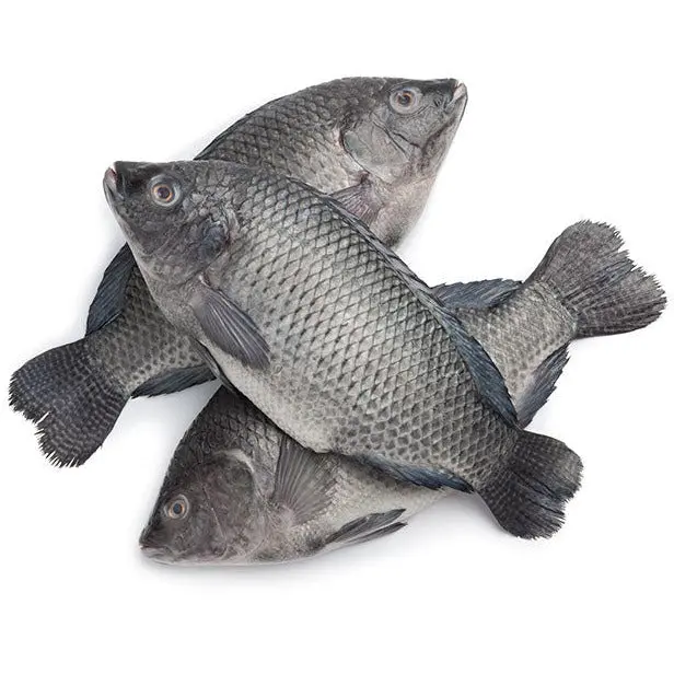 Tilapia (300-500)