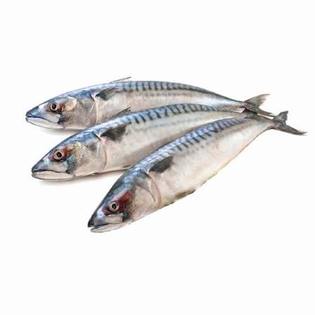 Mackeral (400-600)