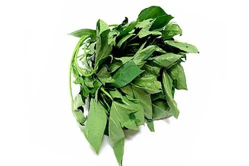 Bitter Leaf