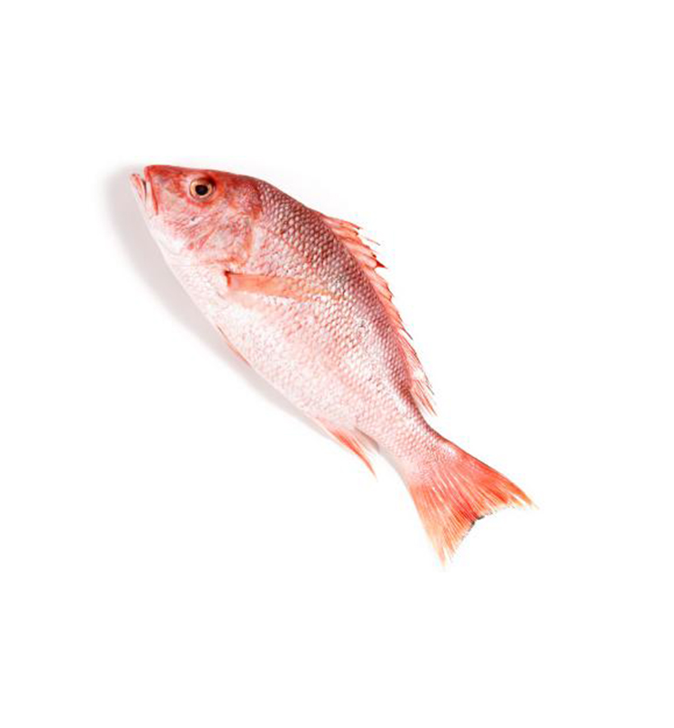 Red Snapper Clean