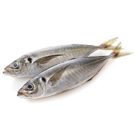 Horse Mackeral