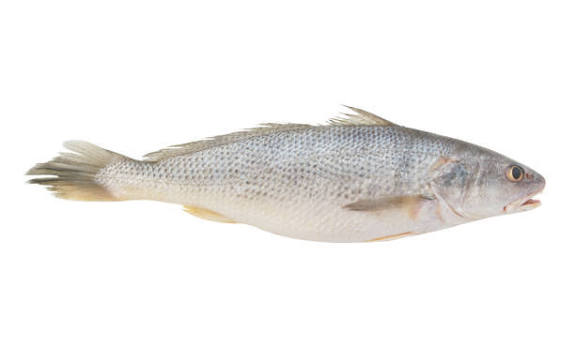 Yellow Croaker